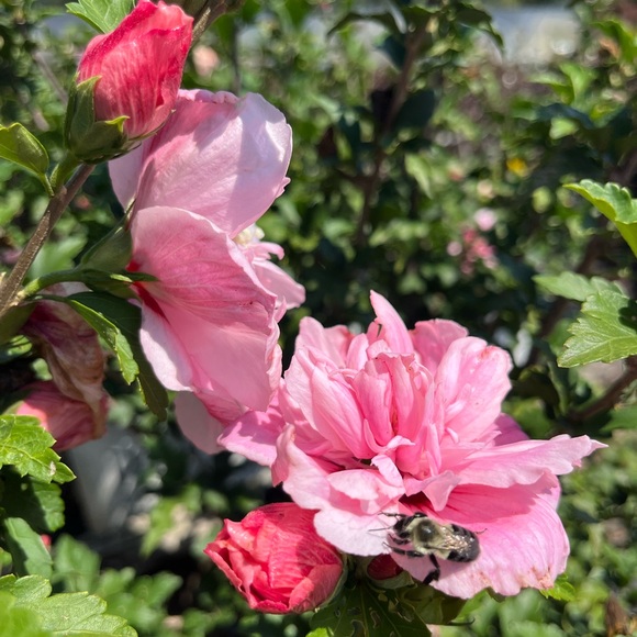 Hello and Closet Info :) - Picture 4 of 7